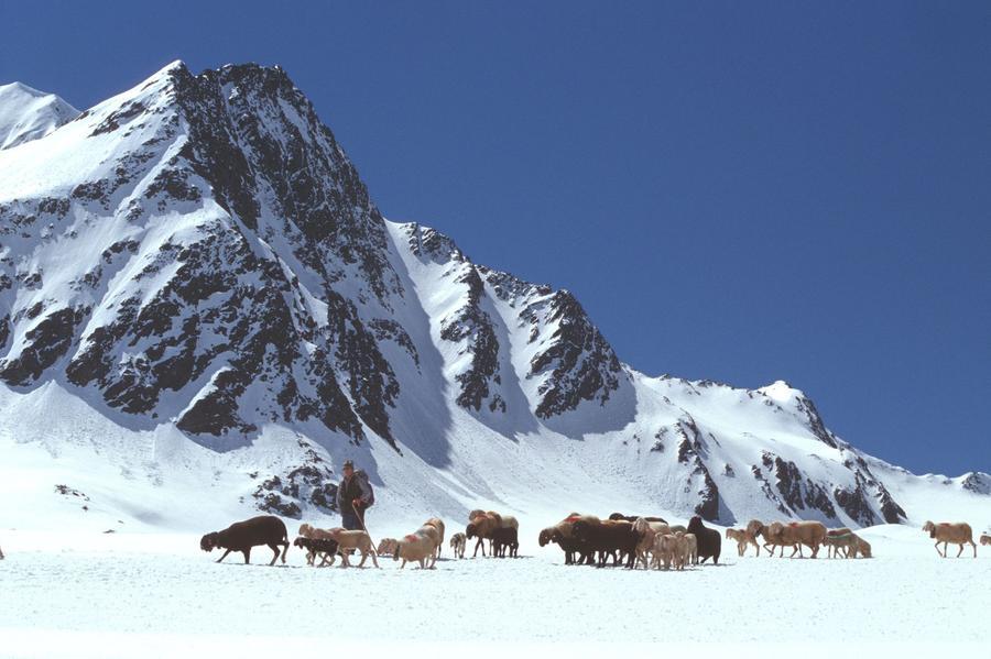 Il Fascino Antico Della Transumanza In Val Senales - Locale - Il Nuovo ...